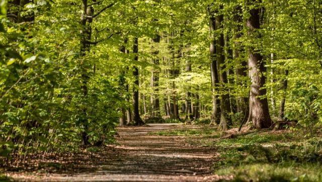 friedwald-buxtehude_waldbestattung-hamburg_slider04