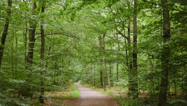 friedwald_kichheimbolanden_slider_05