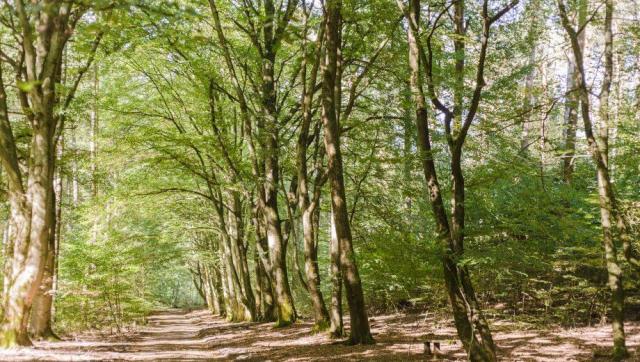 friedwald_lueneburger_heide_slider_08