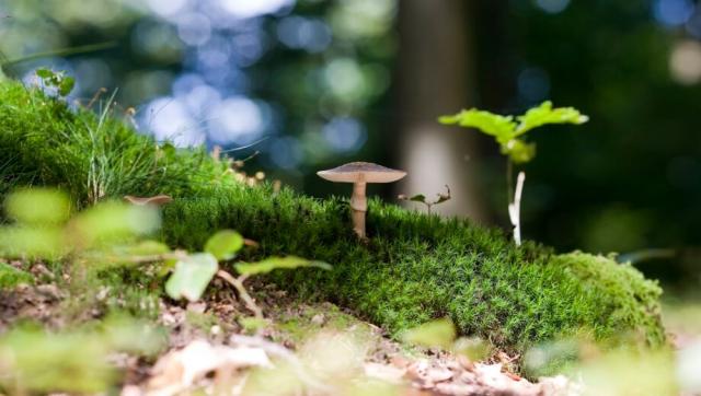 FriedWald Michelstadt im Odenwald – Preise, Karte & Anfahrt