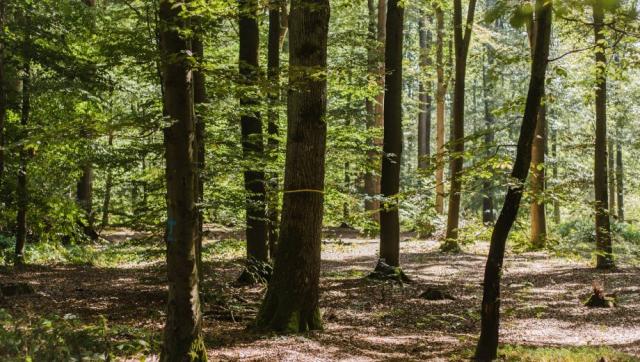 friedwald_schwanberg_slider_05