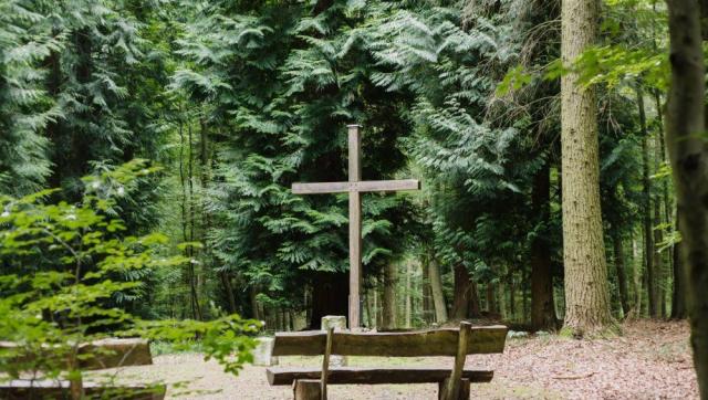 friedwald_waldhessen_slider_05