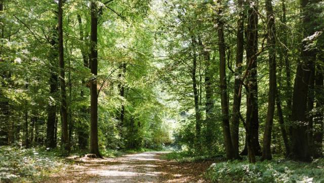 FriedWald Kalletal bei Bad Oeynhausen – Preise, Karte & Anfahrt