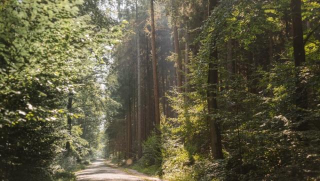 kis_friedwald-kisdorf_slider_05