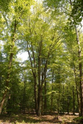 RuheForst Kaiserslautern im Pfälzerwald – Preise, Karte & Anfahrt