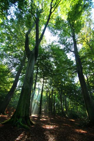 RuheForst Rutenmühle – Preise, Karte & Anfahrt