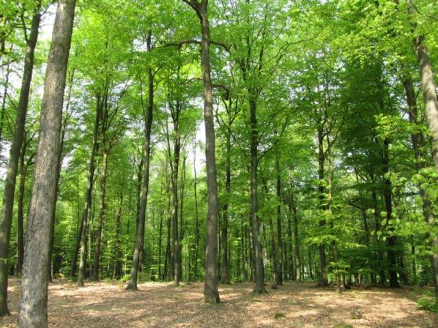 RuheForst Hilchenbach bei Siegen – Preise, Karte & Anfahrt