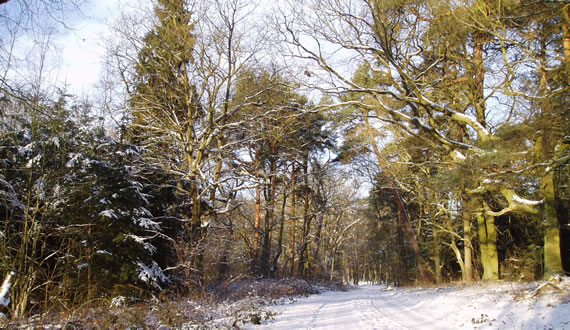 RuheForst Elbtalaue, Gartow – Preise, Karte & Anfahrt