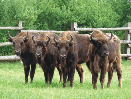 RuheForst Herzogtum Lauenburg/Fredeburg bei Hamburg – Preise, Karte & Anfahrt