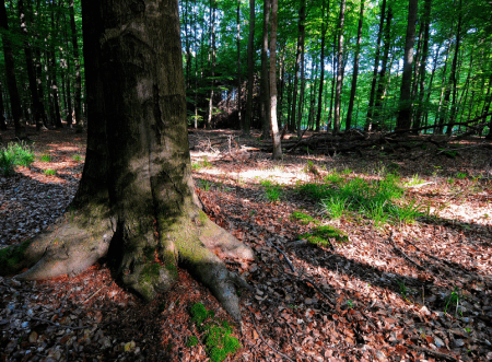 RuheForst Schaumburger Land/Bückeburg – Preise, Karte & Anfahrt