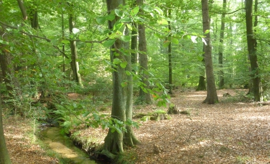 RuheForst Lohof/Jesteburg bei Hamburg – Preise, Karte & Anfahrt