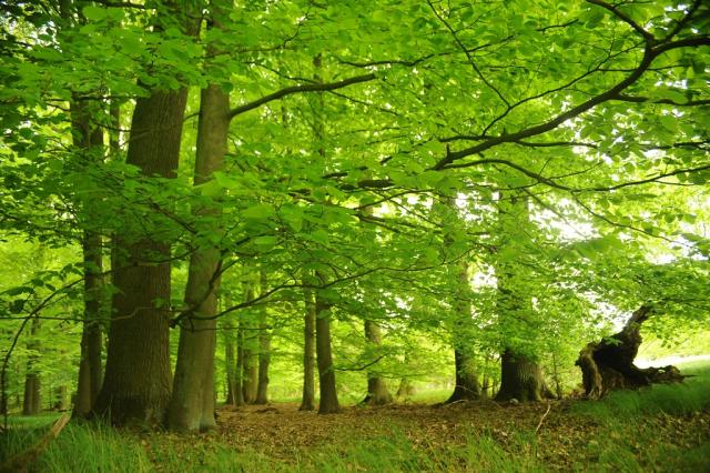 RuheForst Krumke/Altmark – Preise, Karte & Anfahrt