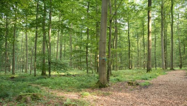 FriedWald Borchen-Nonnenbusch bei Paderborn – Preise, Karte & Anfahrt