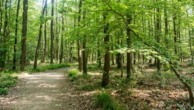 FriedWald Meroder Wald bei Aachen – Preise, Karte & Anfahrt