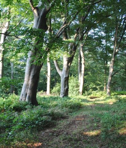 RuheForst Kummerfeld/Kreis Pinneberg bei Hamburg Preise, Karte & Anfahrt