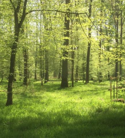 RuheForst Maintal bei Schweinfurt – Preise, Karte & Anfahrt