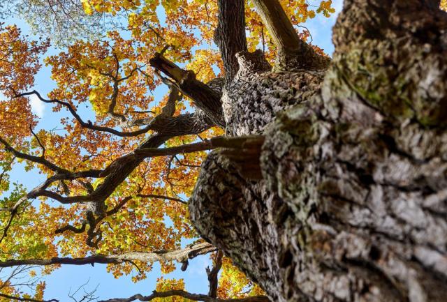 RuheForst Schlaubetal bei Frankfurt (Oder) – Preise, Karte & Anfahrt